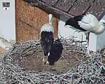 Capi_Dubne_20260729_104003.jpg