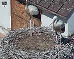 Capi_Dubne_20260729_110504.jpg