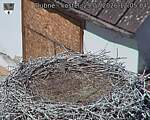 Capi_Dubne_20260729_120504.jpg