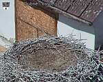 Capi_Dubne_20260729_122504.jpg