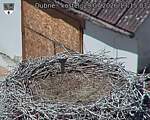 Capi_Dubne_20260729_131503.jpg