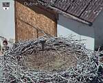 Capi_Dubne_20260729_133004.jpg