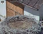 Capi_Dubne_20260729_135003.jpg
