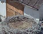 Capi_Dubne_20260729_144003.jpg