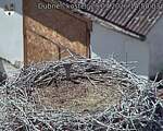 Capi_Dubne_20260729_145003.jpg