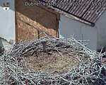Capi_Dubne_20260729_145503.jpg