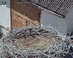 Capi_Dubne_20260729_150004.jpg