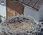 Capi_Dubne_20260729_151003.jpg