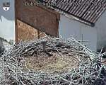 Capi_Dubne_20260729_152003.jpg