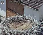 Capi_Dubne_20260729_153002.jpg