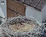 Capi_Dubne_20260729_155004.jpg