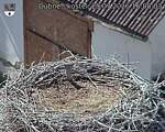 Capi_Dubne_20260729_160003.jpg
