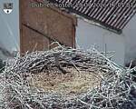 Capi_Dubne_20260729_160503.jpg