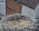 Capi_Dubne_20260729_163003.jpg
