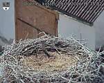 Capi_Dubne_20260729_163502.jpg
