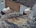 Capi_Dubne_20260729_164003.jpg