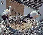 Capi_Dubne_20260729_164503.jpg