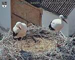 Capi_Dubne_20260729_165003.jpg