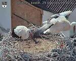 Capi_Dubne_20260729_170002.jpg