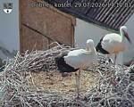 Capi_Dubne_20260729_171003.jpg