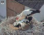 Capi_Dubne_20260729_175003.jpg