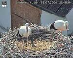 Capi_Dubne_20260729_184004.jpg