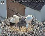 Capi_Dubne_20260729_190503.jpg