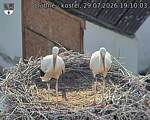 Capi_Dubne_20260729_191003.jpg