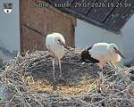 Capi_Dubne_20260729_192504.jpg