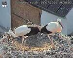 Capi_Dubne_20260729_193003.jpg