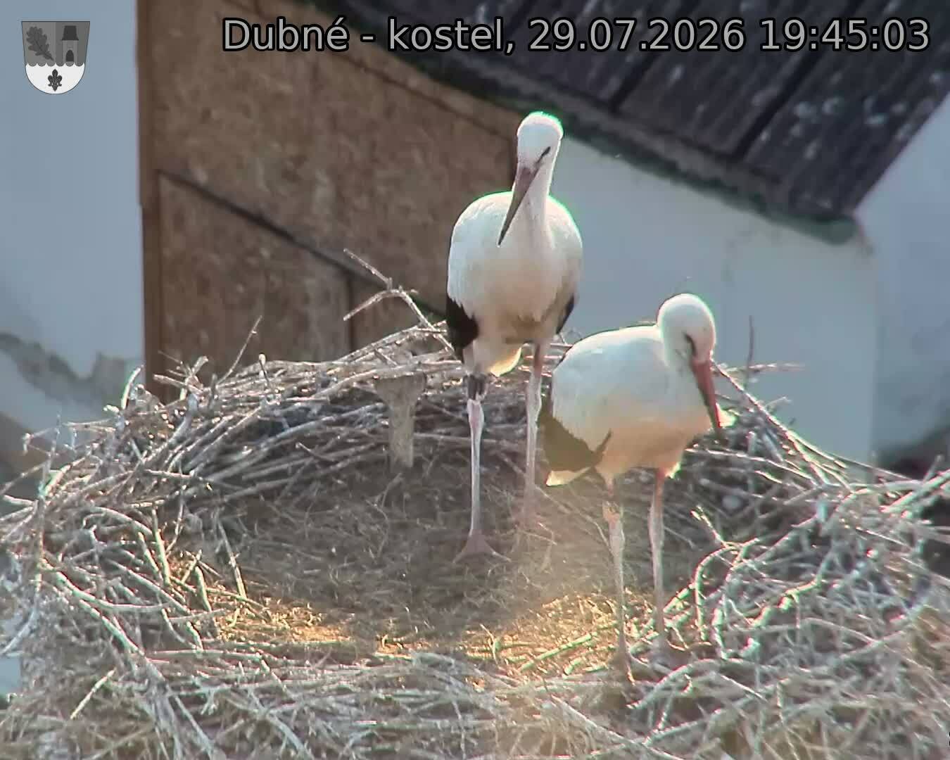 Capi_Dubne_20260729_194503.jpg (1350&nbsp;x&nbsp;1080)