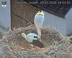 Capi_Dubne_20260729_195503.jpg