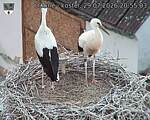 Capi_Dubne_20260729_205503.jpg