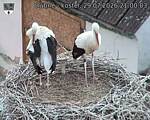 Capi_Dubne_20260729_210003.jpg