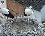Capi_Dubne_20260729_210503.jpg