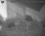 Capi_Dubne_20260729_215003.jpg