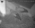 Capi_Dubne_20260729_222003.jpg