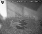 Capi_Dubne_20260729_230003.jpg