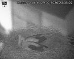 Capi_Dubne_20260729_233502.jpg