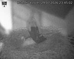 Capi_Dubne_20260729_234502.jpg