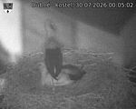 Capi_Dubne_20260730_000502.jpg