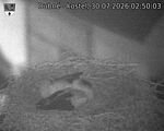 Capi_Dubne_20260730_025003.jpg