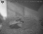 Capi_Dubne_20260730_034003.jpg