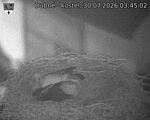 Capi_Dubne_20260730_034502.jpg