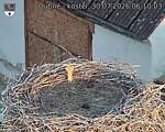 Capi_Dubne_20260730_061003.jpg