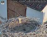 Capi_Dubne_20260730_062504.jpg