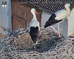 Capi_Dubne_20260730_065004.jpg