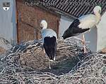 Capi_Dubne_20260730_065503.jpg