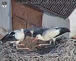 Capi_Dubne_20260730_070004.jpg