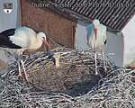 Capi_Dubne_20260730_070503.jpg